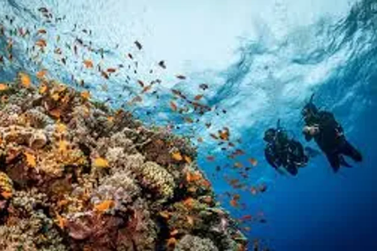 Gulf of Aqaba - Marine Reserve